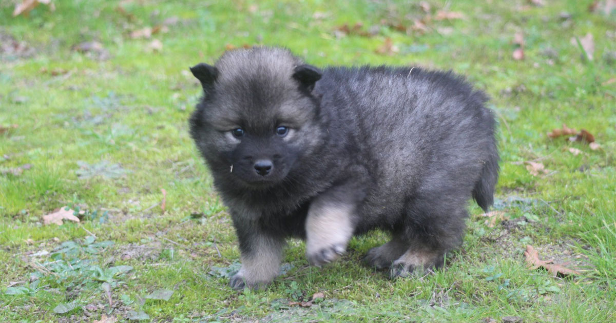 ÉLEVAGE DES JOLIES FÉES – Élevage de chiens Eurasier à Verneil-le ...
