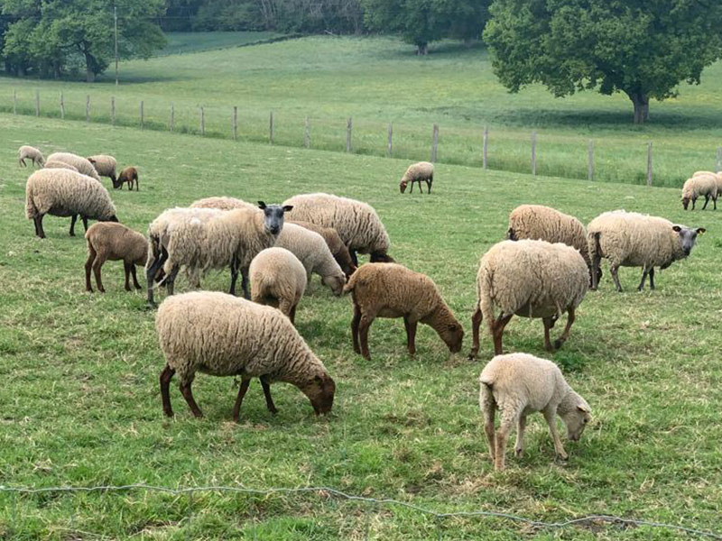 Mouton brebis chèvre 66 11 34 élevage vente échange conseil